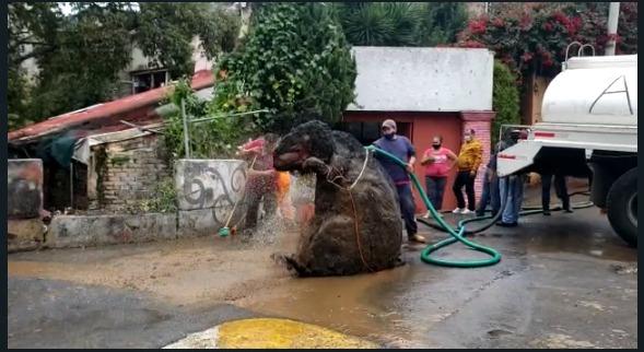 Rata gigante