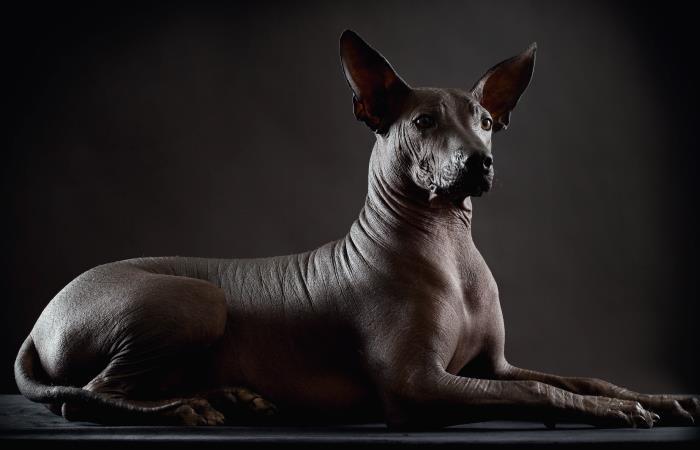 Xoloitzcuintle