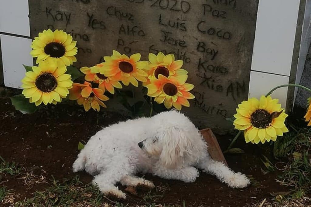 Tras su muerte, perrita de Alisson Bonilla llora y se aferra a su tumba (+fotos)