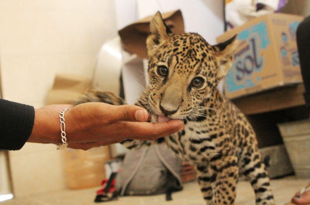 Conoce a Mixtémoc, el cachorro jaguar que se integra a la familia del parque ecológico de Ecatepec