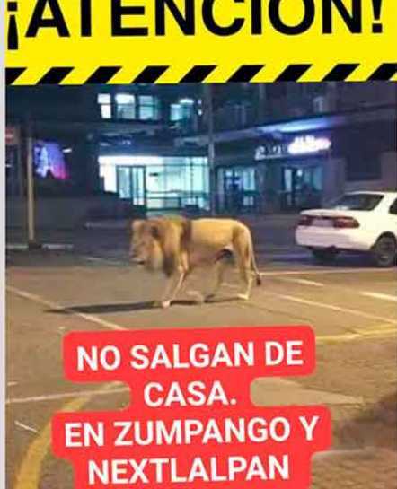 Cuatro leones sueltos generan pánico en Zumpango y Nextlalpan