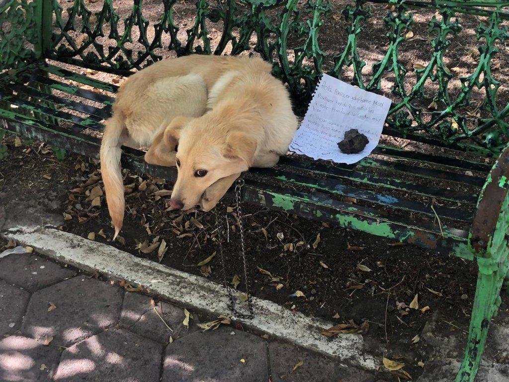 TRAGEDIA: Abandona niño a su perrito en la calle para salvarlo del maltrato en su hogar