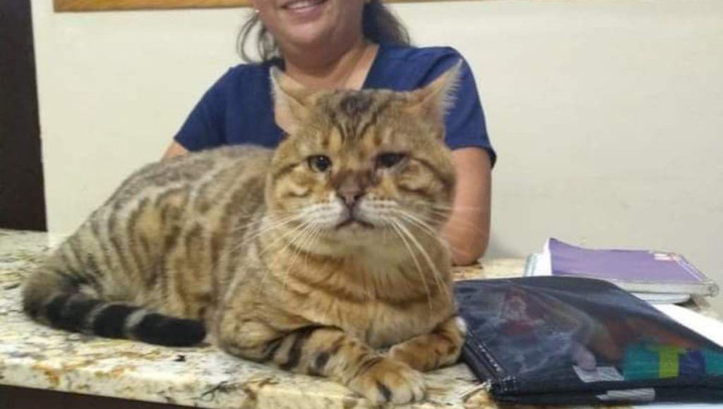 Genera pánico un gato gigante que deambulaba por las calles de Tampico