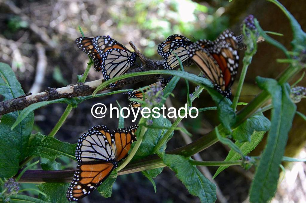 En vilo, apertura de los santuarios de la mariposa monarca en el Edomex