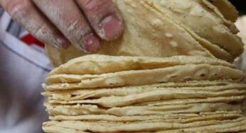 Tortilla se mantiene al precio, Sader y Secretaría de Economía rechazan aumento