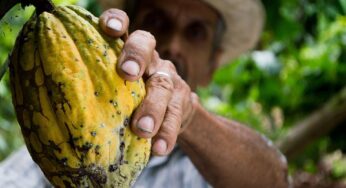 Superávit de balanza comercial agroalimentaria aumenta en México durante primeros nueve meses de 2020