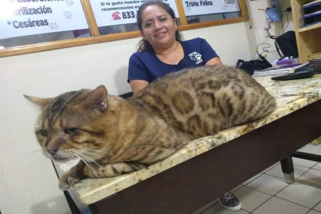 Rescatan a “un enorme gato” tras confundirlo con un leopardo en Tampico