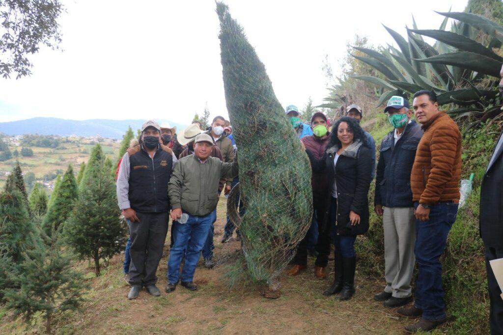 XONACATLÁN PRODUCTOR NÚMERO UNO DE ÁRBOLES DE NAVIDAD