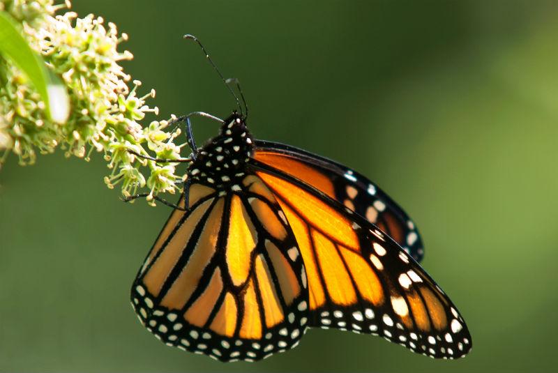 Santuario de la mariposa Monarca abre con estrictas medidas de salud