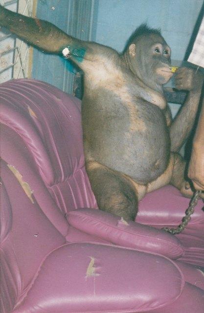 Pony, la lamentable historia del orangután que pasó 7 años siendo prostituida