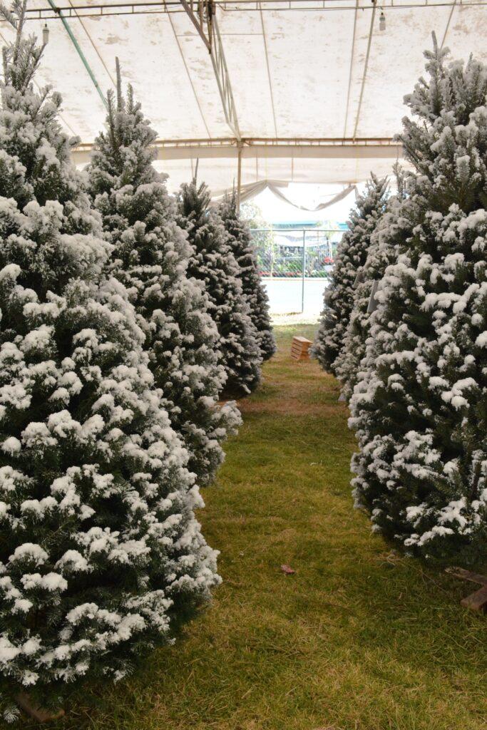 ¡GANA UN ÁRBOL! CON EXPO PINOS NAVIDEÑOS METEPEC 2020