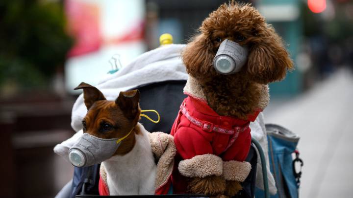 Mascotas no representan un riesgo para trasmitir COVID-19