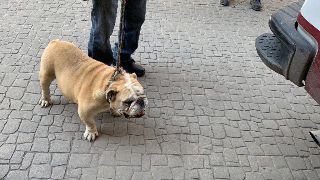 Rescatan perros y tortugas en peligro de extinción en una casa asegurada de Ecatepec