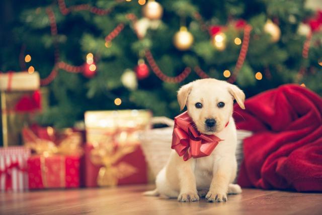 Mascotas, el peor regalo de navidad