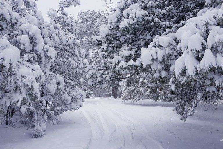 Video: Chihuahua se pinta de blanco por nevada causada por frente frío y tormenta invernal