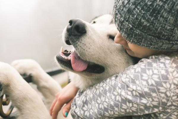 Aseguran que perritos son incapaces de sentir amor