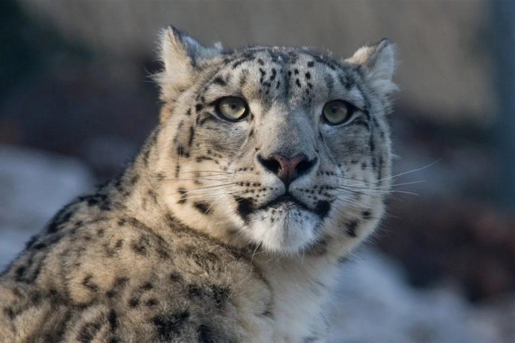 Leopardo de las nieves da positivo a Covid-19; se une a las especies de animales que se han infectado