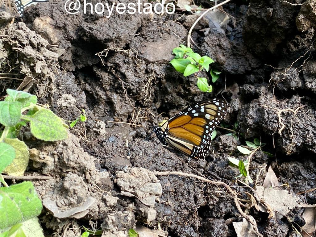 Video: Atrae Mariposa Monarca a cientos de visitantes pese a cierre de santuarios en el Edomex