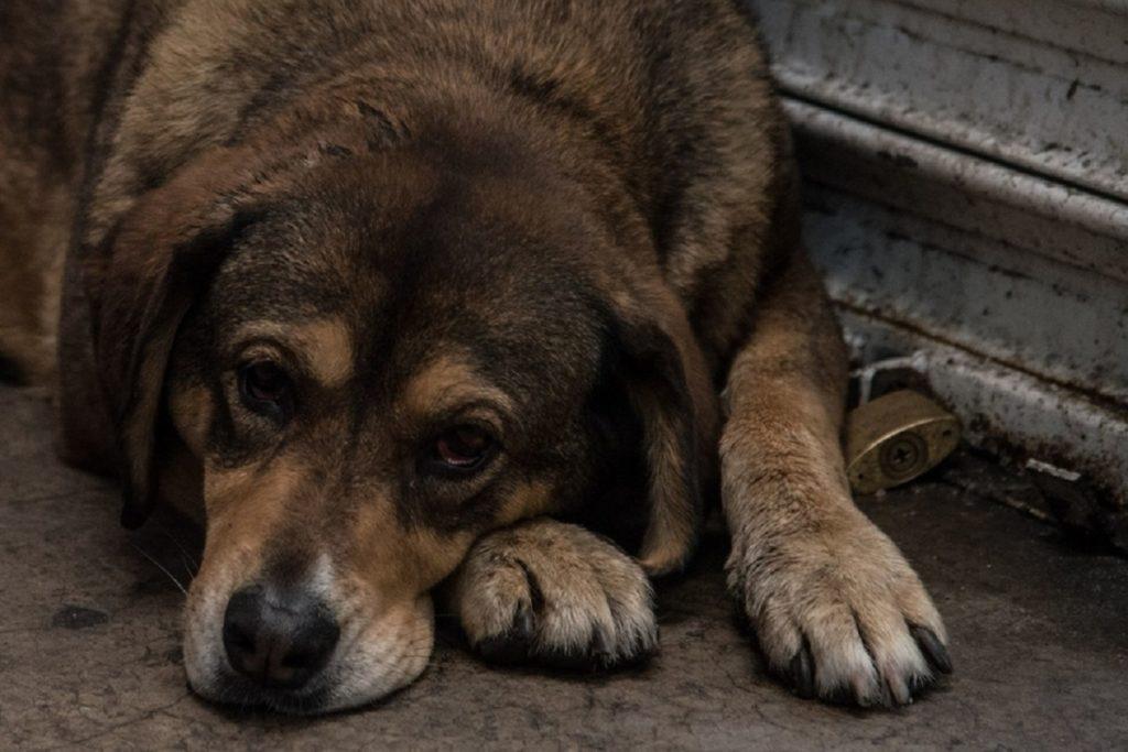 Perrito muere ahorcado en Tamaulipas; buscaba esconderse por ruido de pirotecnia