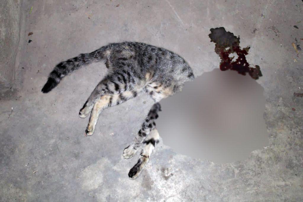 Vinculan a Proceso a Daniel por degollar a un gato en Temascalapa