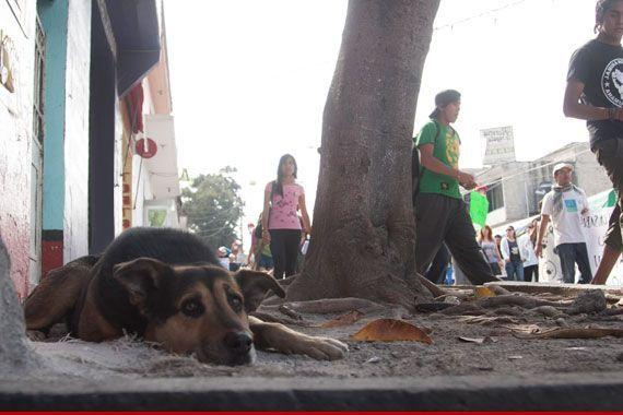 ¡Ojo! Detectan tres perros con COVID-19 en el Edomex y la CDMX