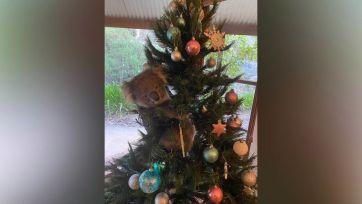 Familia encuentra un koala vivo en su árbol de Navidad