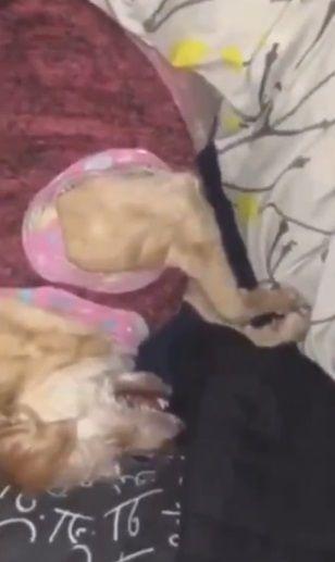 Video: Mujer solicita a sus vecinos no quemar pirotecnia pues su perrita está en shock, sólo recibió amenazas