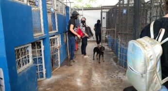 Rescatan a perros y gatos que iban a ser sacrificados en el Cemca de Mérida