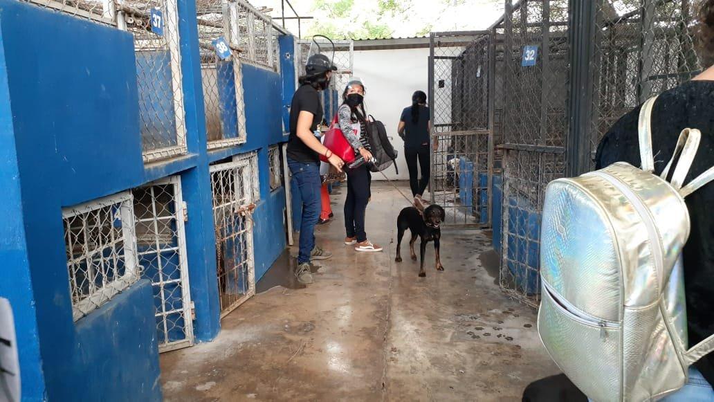 Rescatan a perros y gatos que iban a ser sacrificados en el Cemca de Mérida