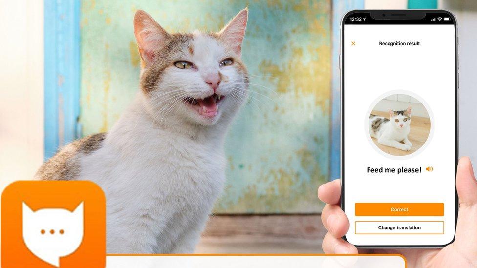 MeowTalk es capaz de traducir los maullidos de los gatos gracias a la inteligencia artificial