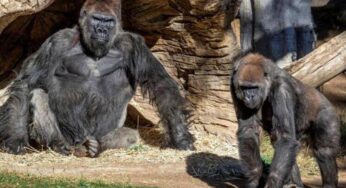 Gorilas en zoológico de San Diego dan positivo a Covid-19