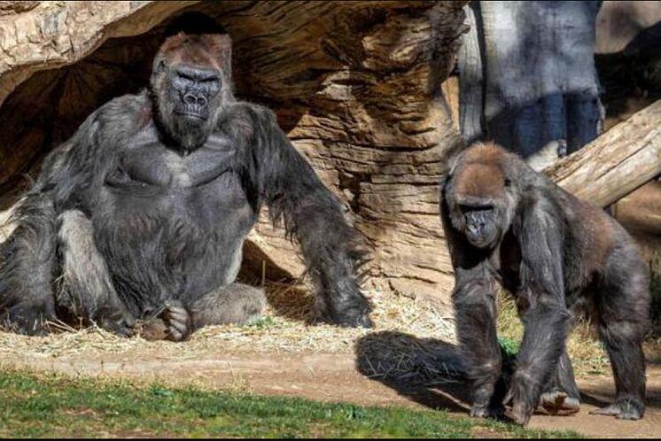 Gorilas en zoológico de San Diego dan positivo a Covid