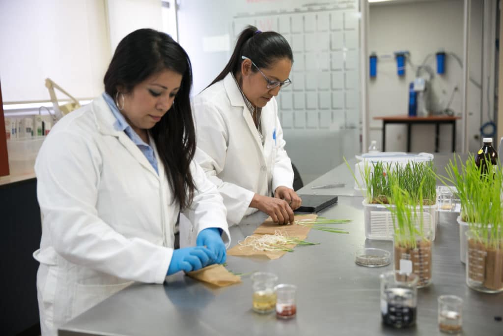 Lanza Agricultura convocatoria para integrar las Redes de Recursos Genéticos para la Alimentación y la Agricultura