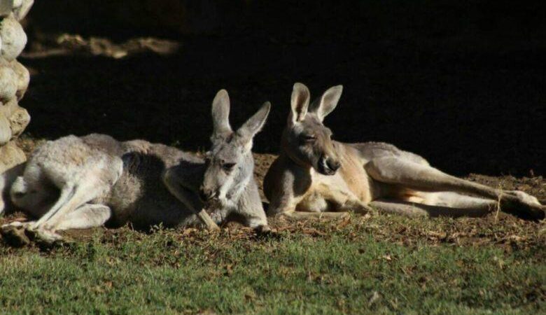 En México: Perros Atacan A Canguros En Zoológico, La Pareja Murió