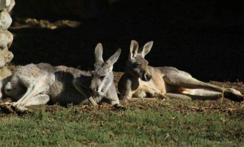 En México: Perros Atacan A Canguros En Zoológico, La Pareja Murió