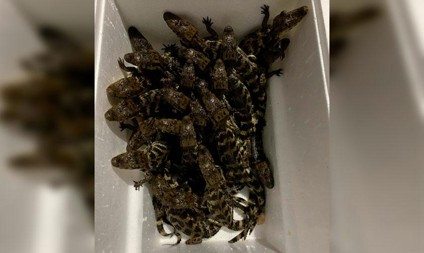 #México Rescatan 39 Babies Cocodrilos, Estaban En Una Hielera