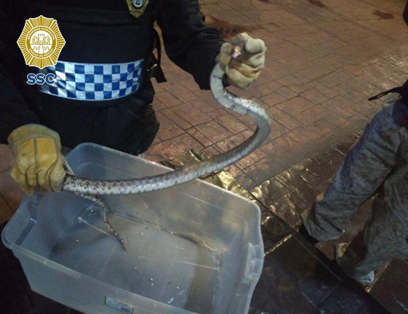 CHÉCALO: Hallan serpiente en zona comercial limítrofe entre CDMX y Edomex, ¡los paseantes se paniquearon! 