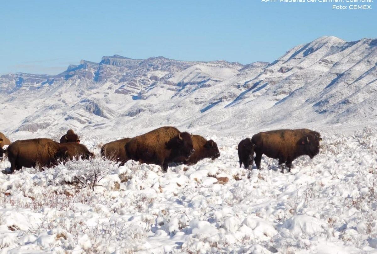 bisontes americanos