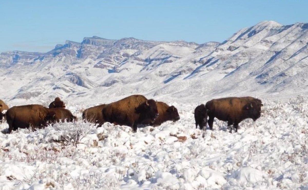 ¡Indignante! Tardaron 100 años en regresar los bisontes a Coahuila y ya los están cazando