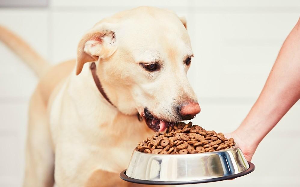 Estas son las mejores y peores croquetas para perro según la PROFECO