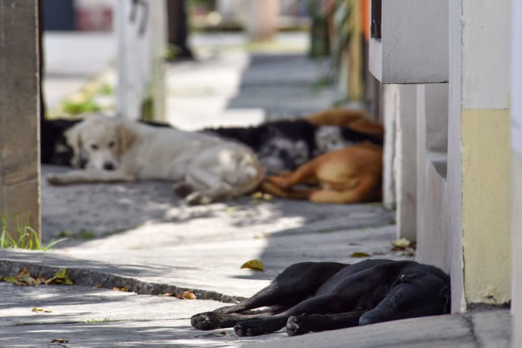 Protectores de los animales piden a los Reyes Magos que no regalen mascotas