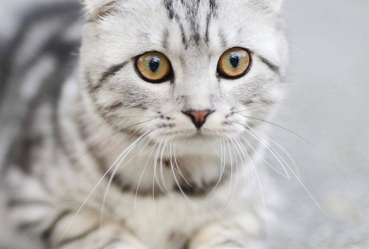 100 nombres ideales para un gato en idioma japonés y coreano |