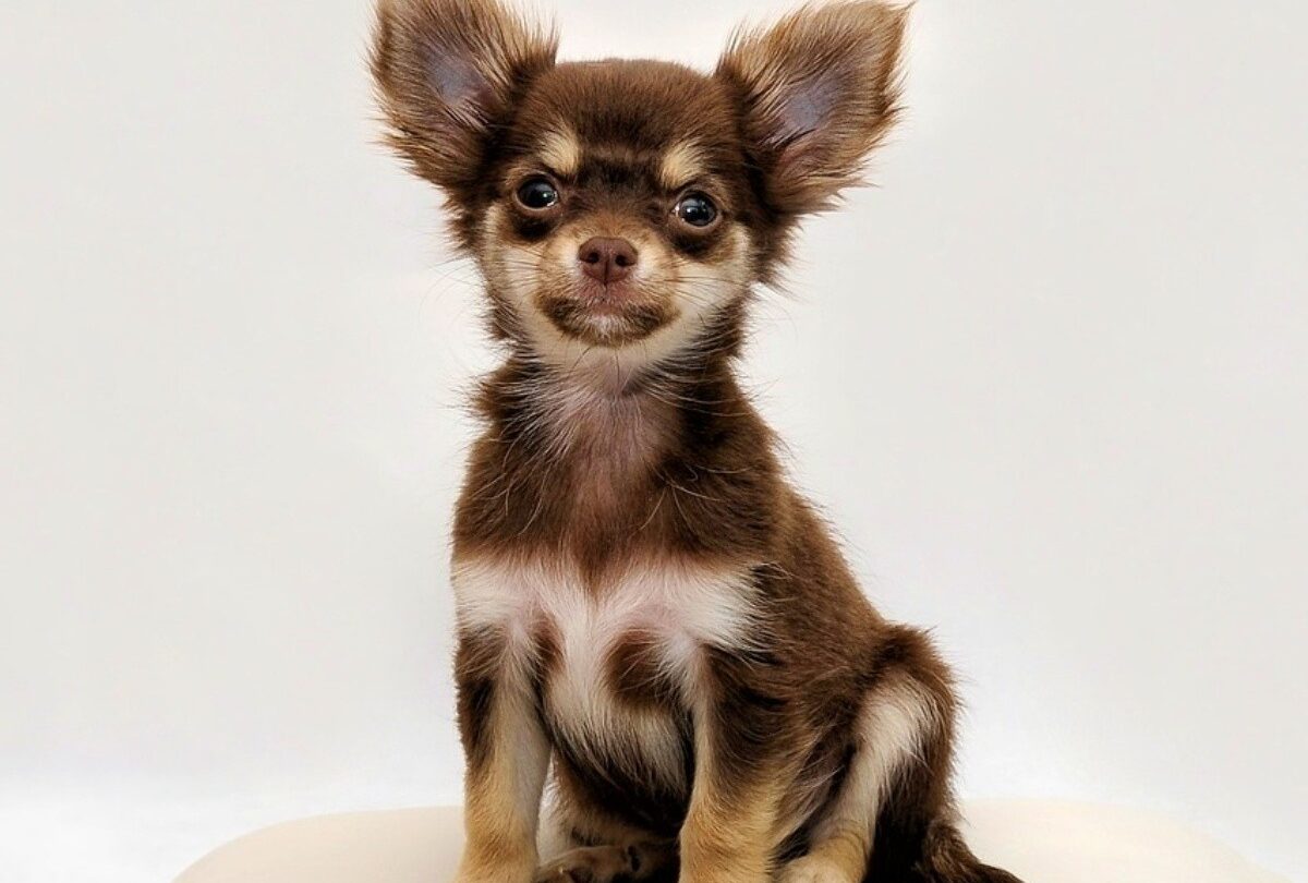 100 nombres para un perro Chihuahua opciones para macho y hembra |