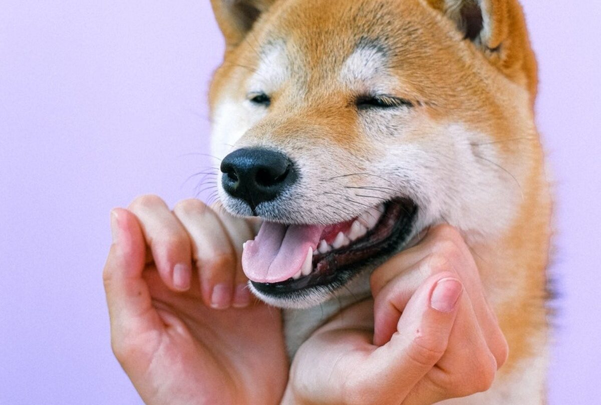 120 nombres perfectos para perros en  chino coreano y japonés |