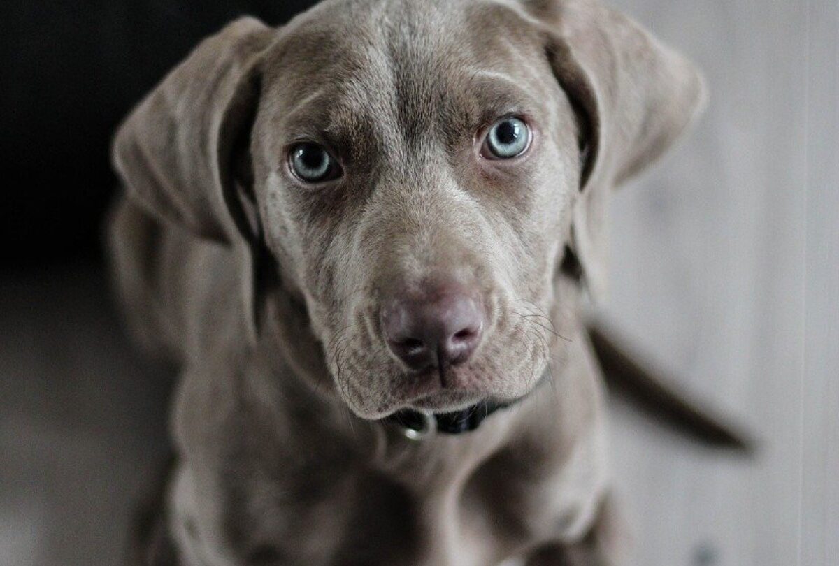 5 comandos esenciales para enseñarle a tu perro según César Millán |