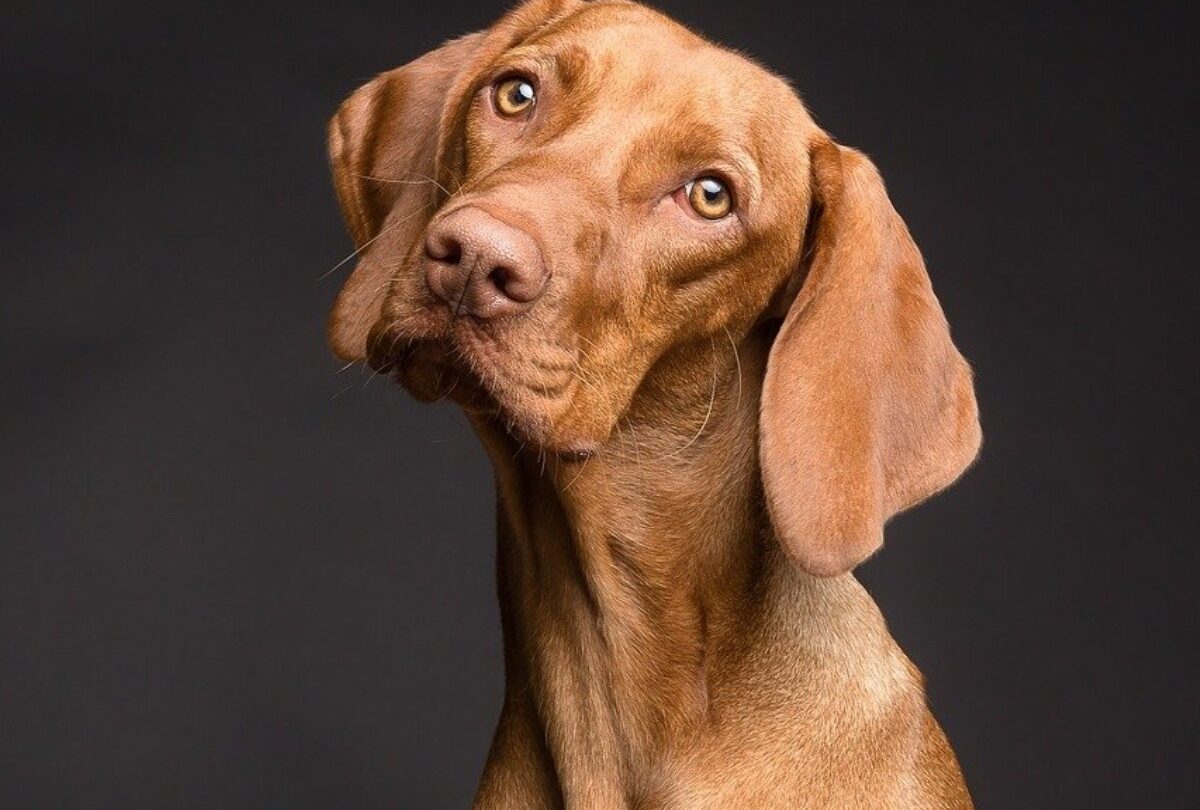 5 leyes naturales que explican el comportamiento de los perros |