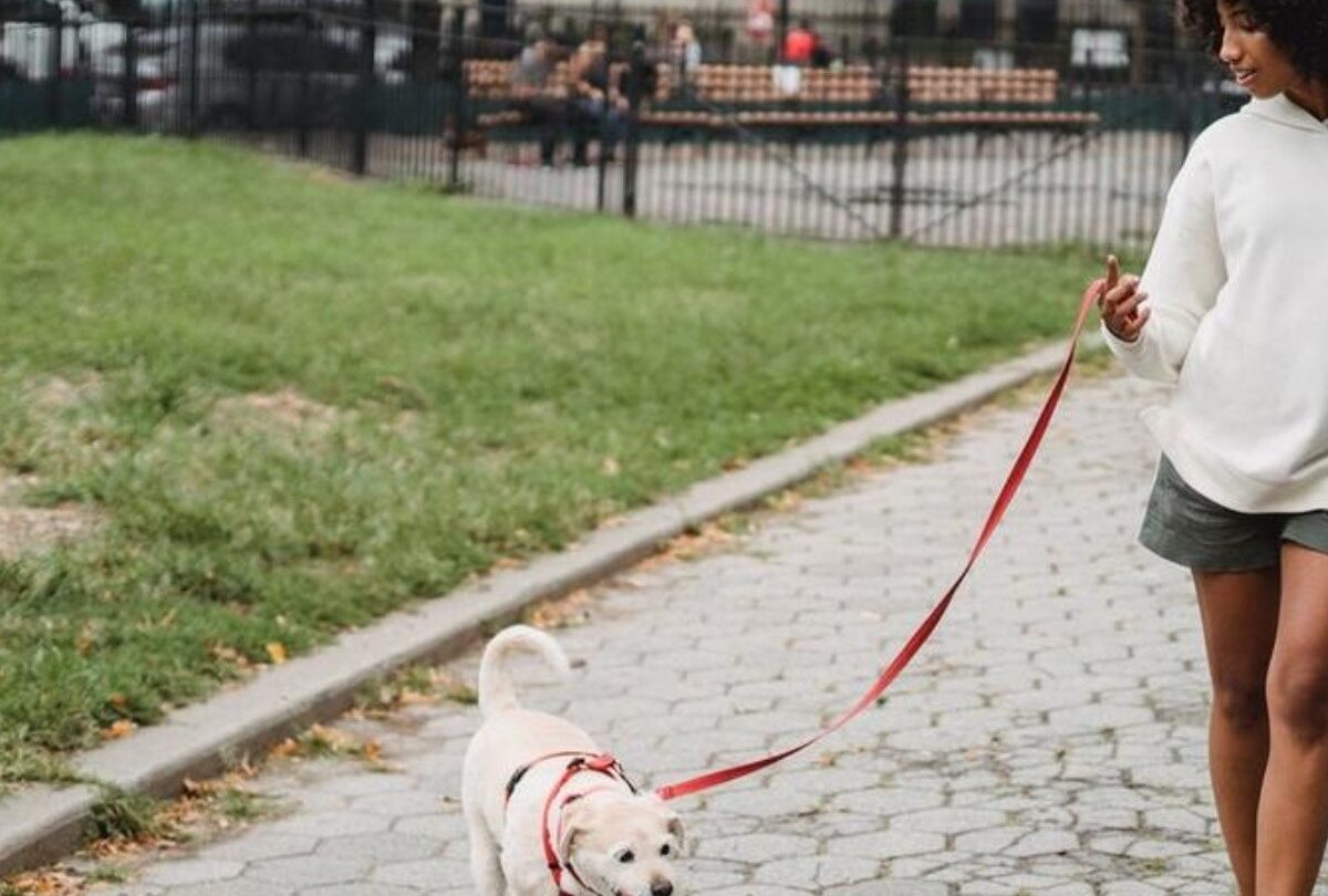 5 tips de César Millán para que tu perro se enamore de los paseos |