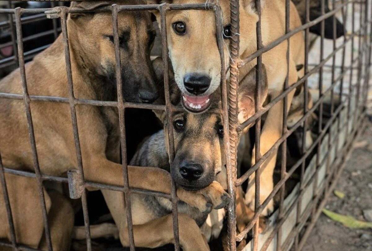 61 perros son rescatados en Camboya iban a ser sacrificados |