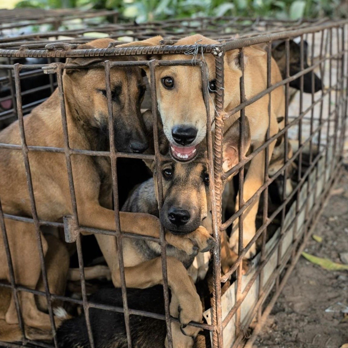 61 perros son rescatados en Camboya, iban a ser sacrificados