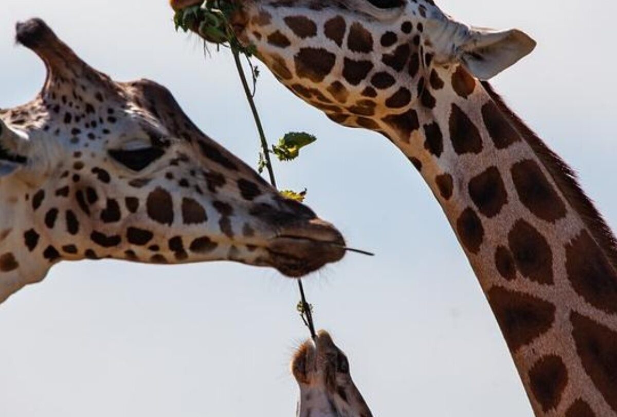 7 animales que pasan por luto al morir uno de su especie |